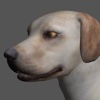 Labrador Pose Tool 3D