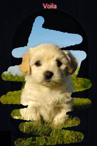 A Dog game to scratch Hidden Pics - Mini game for Kids - Playing cool breed games - animal best dogs pics screenshot 3