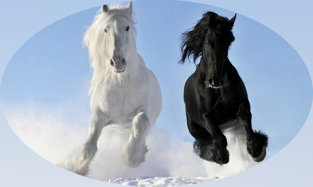 Horse Breeds Guide