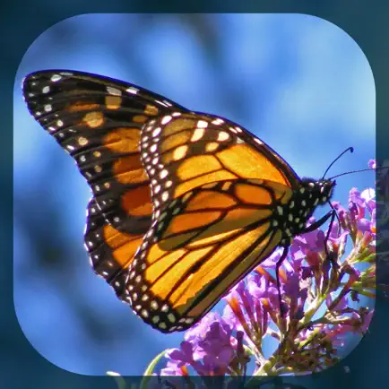 Butterfly Directory Читы