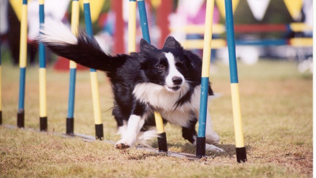 Dog Agility Training Techniques(圖3)-速報App