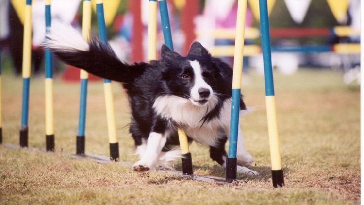 Dog Agility Training Techniques