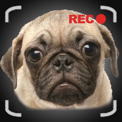 Talking Pug The Puppy Dog For Your iPhone icon