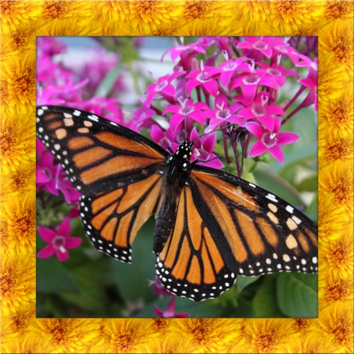 Butterfly Simulator 3D iOS App