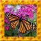Butterfly Simulator 3D