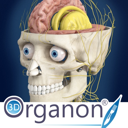 3d organon anatomy