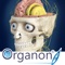 3D Organon Anatomy – Brain and Nervous System is a feature-rich interactive neuroanatomy atlas enhanced with quality anatomy descriptions and texts with frequently encountered clinical correlations