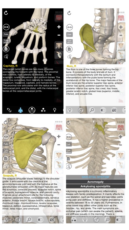 3D Organon Anatomy - Skeleton, Bones, and Ligaments