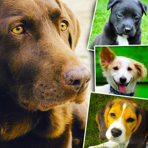 Dogs and Puppies - Dog Wallpapers, Cute Animal Backgrounds icon