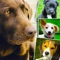 You are lookig for some dog wallpapers