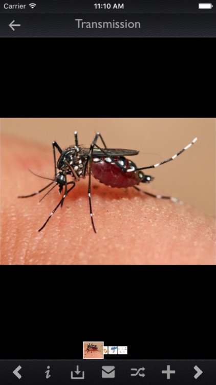 Zika Virus News