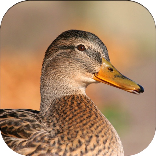 Duck Hunting Calls! iOS App