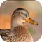 Duck Hunting Calls!