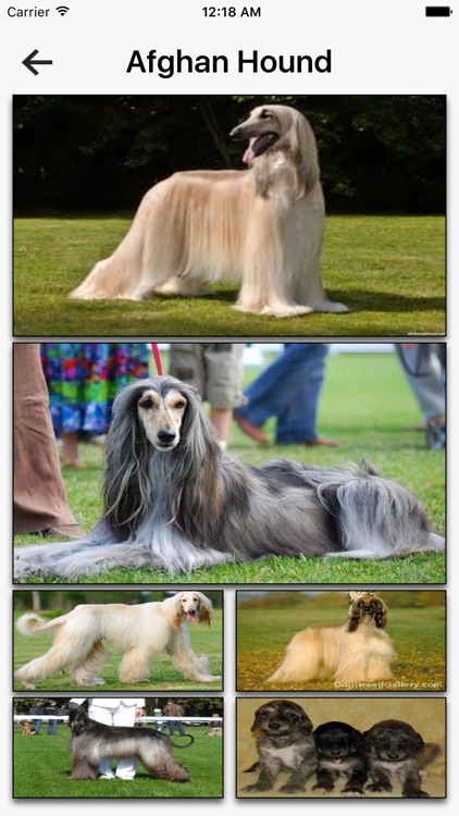 Dog Breeds HD Wallpapers screenshot-3