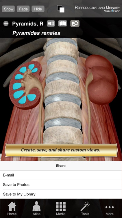 Reproductive and Urinary Anatomy Atlas: Essential Reference for Students and Healthcare Professionals