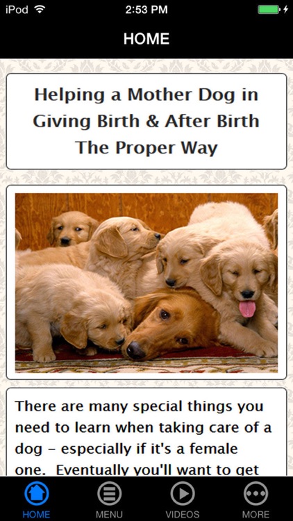 Be a Professional Help a Mother Dog Birth Fast & Safe