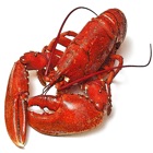 Top 17 Food & Drink Apps Like Maine Lobster Shacks - Best Alternatives