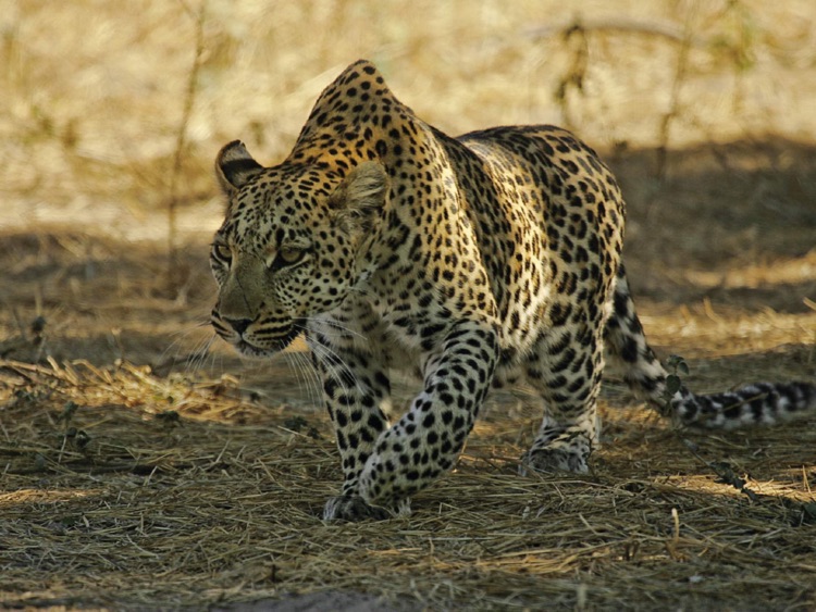 Eye of the Leopard