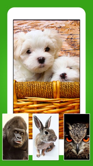 Animals - Cute Animal Wallpapers & Wild Life Backgrounds(圖2)-速報App