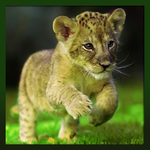 Real Wild Stray Lion Cub Simulator