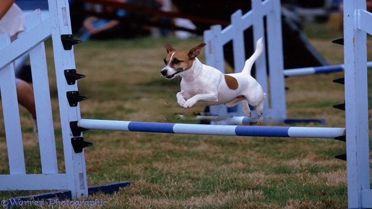 Dog Agility Training Techniques screenshot-4