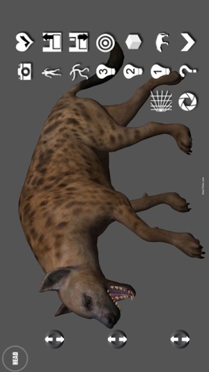 Hyena Pose Tool 3D