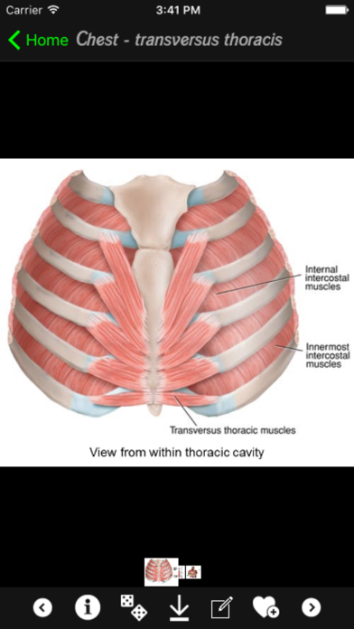 Human Muscles Infoのおすすめ画像1