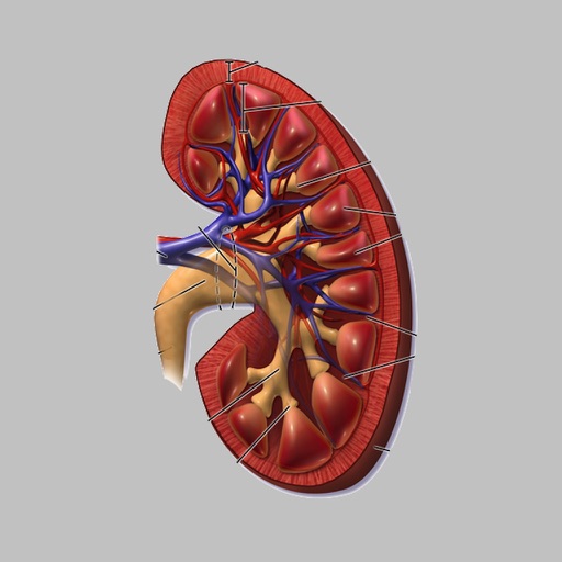 Creatinine Clearance by AIMapps icon
