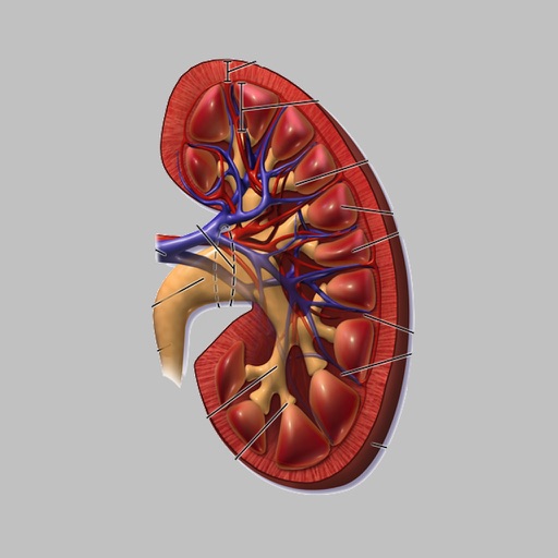 Creatinine Clearance by AIMapps