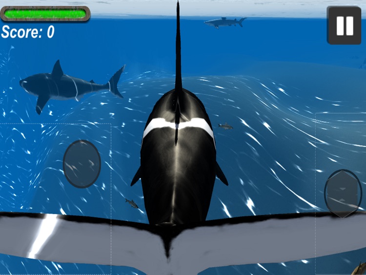 Orca Whale Simulator