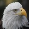 Download the Eagle Cam App to watch & quickly access the most popular eagle cams streaming live right now