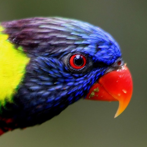 Unique Bird Wallpapers: Stunning Ornithological Backgrounds