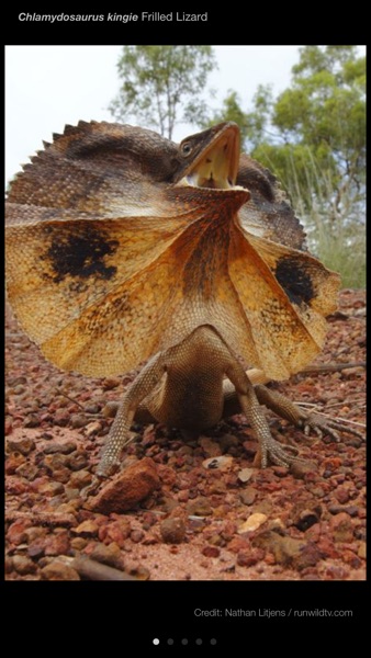 【图】Field Guide to Northern Territory Fauna(截图3)