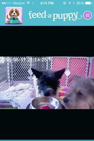 Feed A Puppy screenshot 2