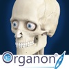 Icon 3D Organon Anatomy - Skeleton, Bones, and Ligaments