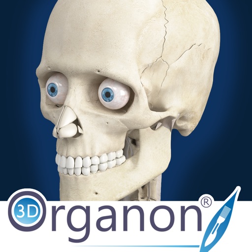 3D Organon Anatomy - Skeleton, Bones, and Ligaments Icon