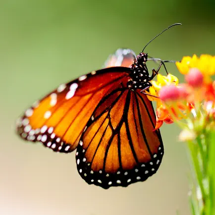 Butterfly Wallpapers! Читы