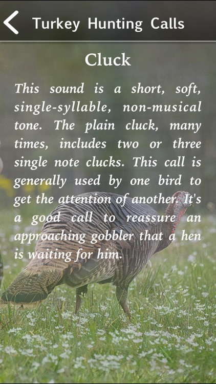 Turkey Hunting Calls!