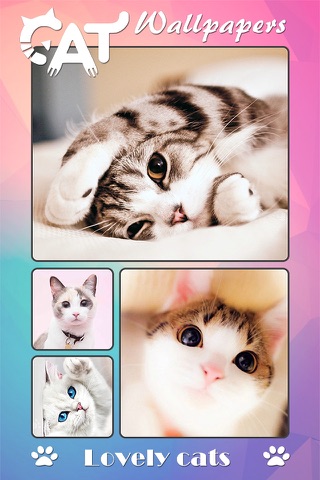 Cat Wallpapers & Backgrounds Pro - Home Screen Maker with Themes of Pretty Kittens screenshot 2