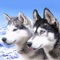 Husky Wallpapers in High Resolutions contains all lovely Husky puppies and sharp beautiful colors