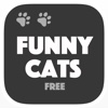 Cats are Funny - Vine & dubsmash gallery