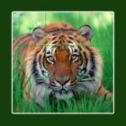 Animal tile puzzle - Ultimate edition with elephant, lion, tiger, horse, zebra, rabbit, rodent, squirrel and fish