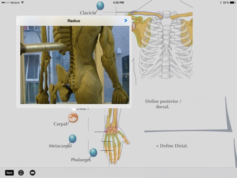 SLC: Anatomy and Physiology screenshot 2