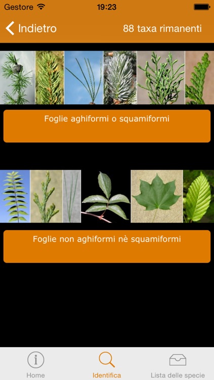 Conoscere e riconoscere gli alberi dell’Orto Botanico di Torino screenshot-4