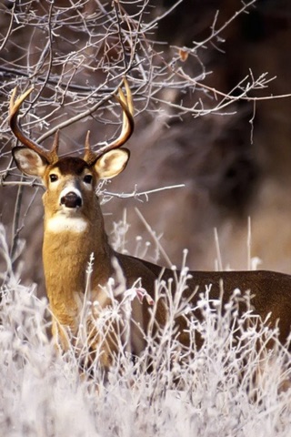 Deer Hunting Wallpapers - Best Collection Of Deer Wallpapers screenshot 2