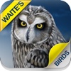 Waite's Guide to Birds of America