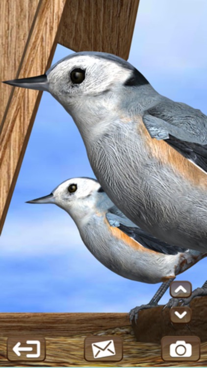 FeederVu - Birds of North America in 3D screenshot-4