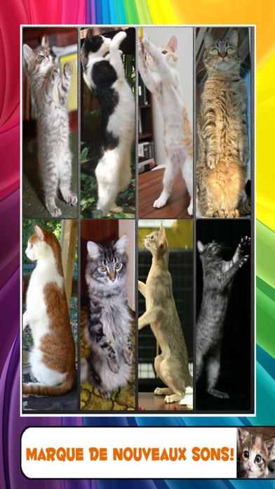 TÉLÉCHARGER MIAULEMENT CHAT