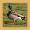 Duck Puzzles Extreme!