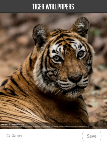 Screenshot #6 pour Tiger Wallpaper